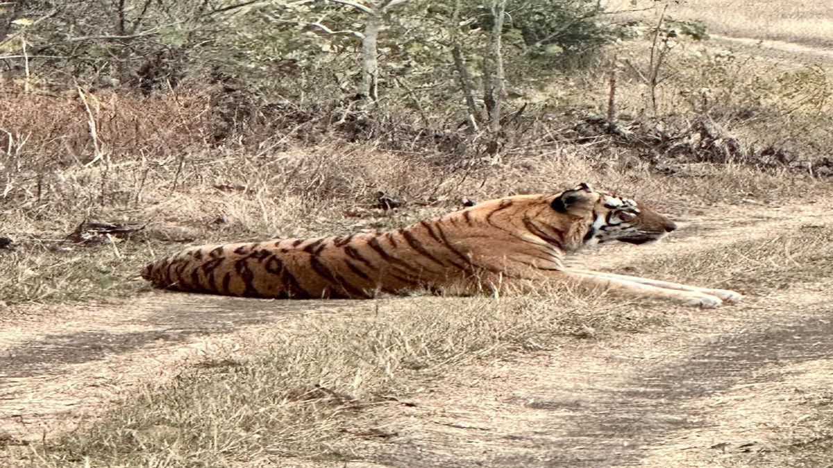 रोमांच के 20 मिनट: जब ‘टाइगर’ ने थाम दी जंगल सफारी की रफ्तार