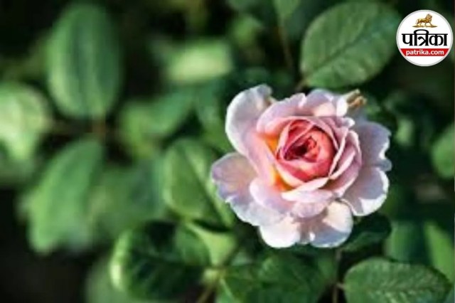 colorful rose flowers, expensive rainbow rose, Rose Day special flowers