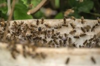 bees attack in sandipani school during ongoing exams in dewas mp news