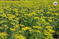 Rajasthan Fennel cultivation is a very profitable deal for farmers know how to do it