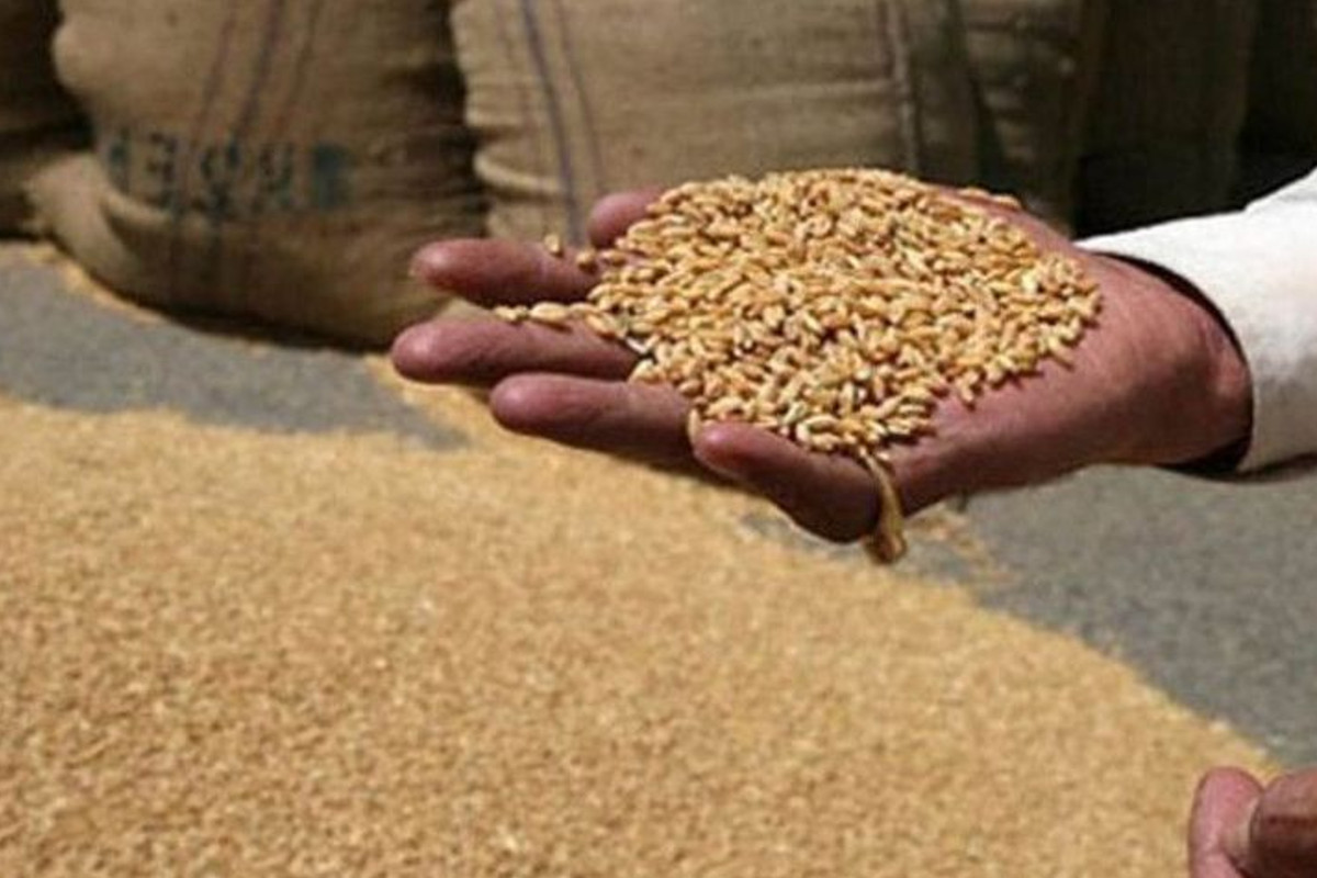 Food Security Scheme, Food Security Scheme in Rajasthan, Food Security Scheme Latest News, Food Security Scheme Update News, How to add name in Food Security Scheme, How to apply for Food Security Scheme, Kota News, Rajasthan News, खाद्य सुरक्षा योजना, खाद्य सुरक्षा योजना इन राजस्थान, खाद्य सुरक्षा योजना लेटेस्ट न्यूज, खाद्य सुरक्षा योजना अपडेट न्यूज, खाद्य सुरक्षा योजना में नाम कैसे जोड़ें, खाद्य सुरक्षा योजना आवेदन कैसे करें, कोटा न्यूज, राजस्थान न्यूज