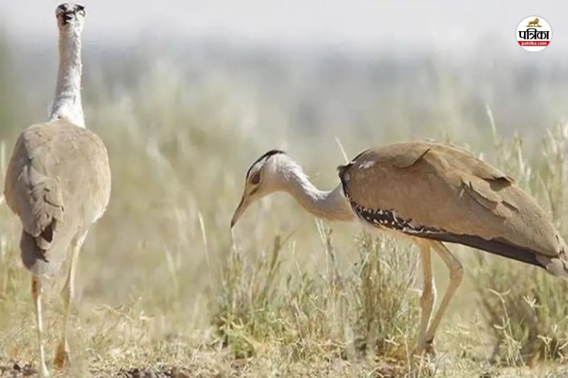 Godawan Population Increase Jaisalmer Conservation Success Rajasthan