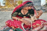 Deer, baby deer, rescue of baby deer, woman feeds milk to baby deer, Jalore News