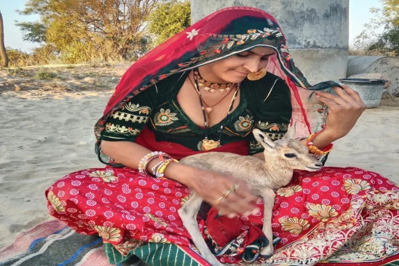Deer, baby deer, rescue of baby deer, woman feeds milk to baby deer, Jalore News