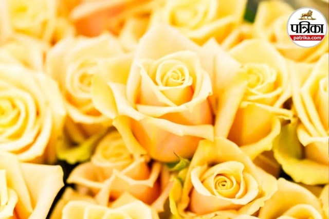 luxury gift rose, expensive rose for love, premium rose price, Rose Day luxury gift