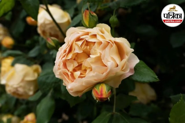 world most expensive rose, luxury roses list, Rose Day 2026 special, rare rose flower