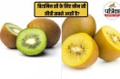 Kiwi for weight loss, Kiwi fruit, Healthy fruits list, Kiwi benefits in Hindi,