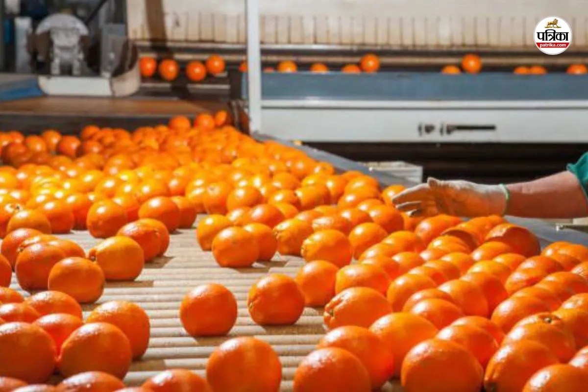 Kinnow Processing Plant