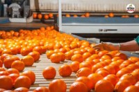 Kinnow Processing Plant