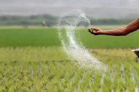 कम होती थैली, बढ़ती कीमत: यूरिया के बदलते वजन और दाम ने बढ़ाया किसानों का बोझ    (फोटो सोर्स : WhatsApp News Group)