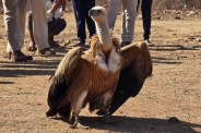 MP News Eurasian griffon vulture