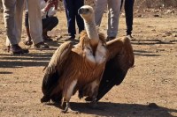 MP News Eurasian griffon vulture