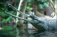 MP News Ghadiyal will be released in this river