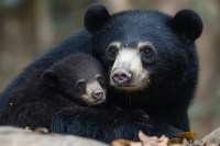 MP News bear mother cub reunion emotional story of bhopal