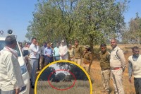 MP Rewa News Wild Elephants Terror from rewa mau villages