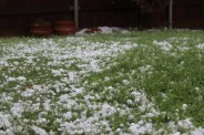 MP Weather update hail storm alert rain alert 40 district