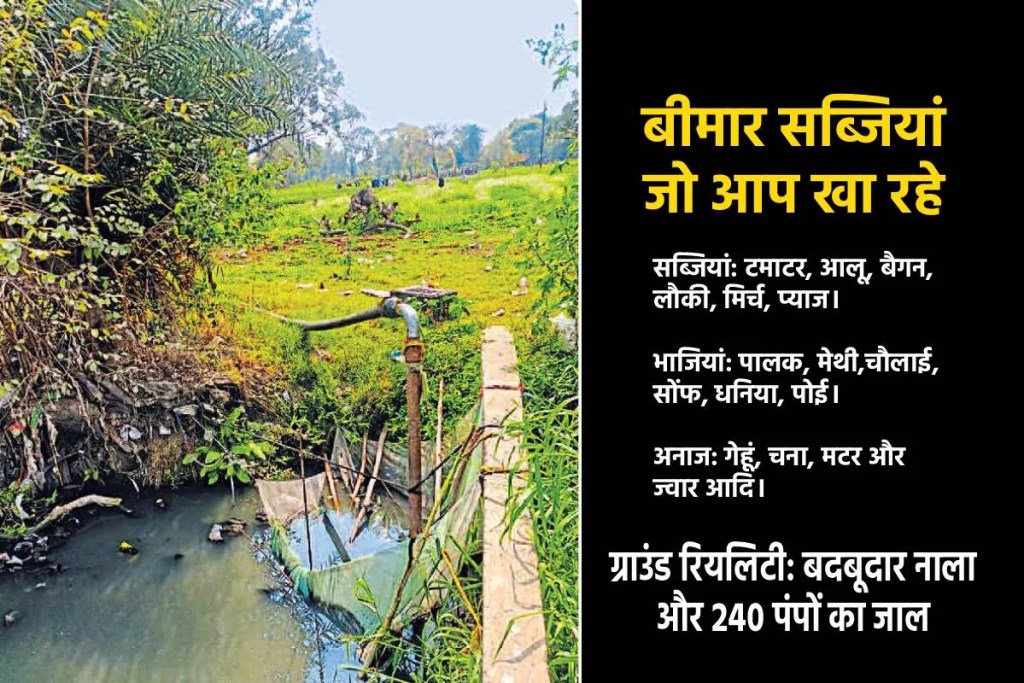 MP news Sewage Farming Facts Patrika Ground report