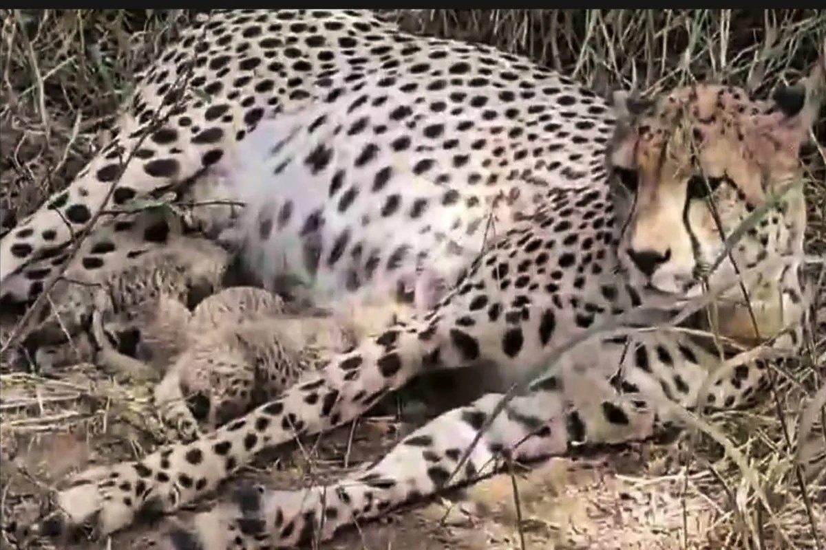 MP news kuno national park cheetah cubs born