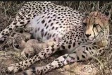 MP news kuno national park cheetah cubs born