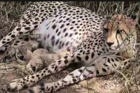 MP news kuno national park cheetah cubs born