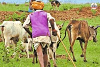 Mangla Pashu Bima Yojana New Update in Rajasthan If cattle owner misses they loss 40 thousand rupees