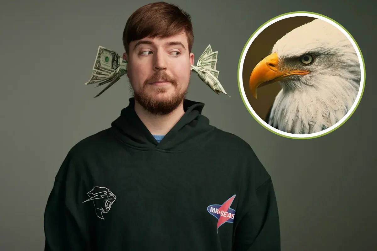 Mr Beast Shares Bald Eagle Incident