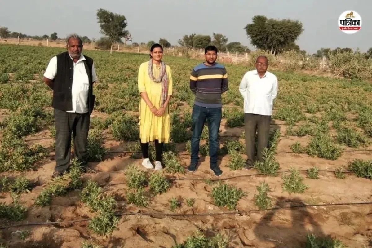 Nagauri Ashwagandha, Nagauri Ashwagandha News, Nagauri Ashwagandha Latest News, Nagauri Ashwagandha Today News, Rajasthan Budget 2026, Rajasthan Budget, नागौरी अश्वगंधा, नागौरी अश्वगंधा न्यूज, नागौरी अश्वगंधा लेटेस्ट न्यूज, नागौरी अश्वगंधा टुडे न्यूज, राजस्थान बजट 2026, राजस्थान बजट