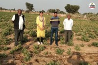 Nagauri Ashwagandha, Nagauri Ashwagandha News, Nagauri Ashwagandha Latest News, Nagauri Ashwagandha Today News, Rajasthan Budget 2026, Rajasthan Budget, नागौरी अश्वगंधा, नागौरी अश्वगंधा न्यूज, नागौरी अश्वगंधा लेटेस्ट न्यूज, नागौरी अश्वगंधा टुडे न्यूज, राजस्थान बजट 2026, राजस्थान बजट