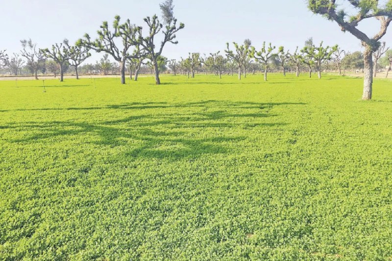 Nagauri Paan Fenugreek, Nagauri Paan Fenugreek News, Nagauri Paan Fenugreek Processing Unit, Nagaur News, Rajasthan News, नागौरी पान मैथी, नागौरी पान मैथी न्यूज, नागौरी पान मैथी प्रोसेसिंग यूनिट, नागौर न्यूज, राजस्थान न्यूज