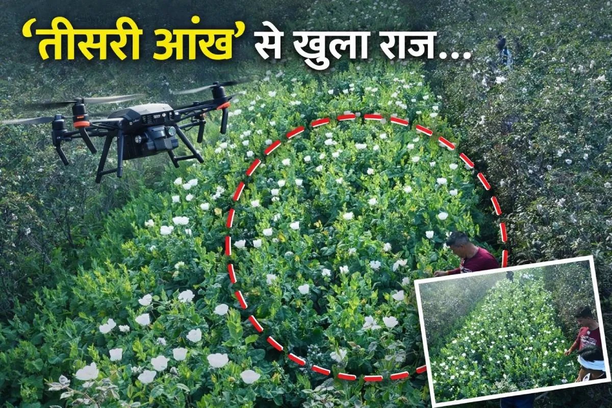 Illegal opium cultivation