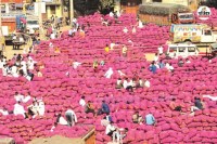 Sikar sweet onion is famous in Rajasthan and country markets Dhod farmers are happy