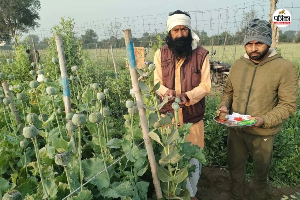 Rajasthan opium poppy fields are considered sacred farmer enter removing their shoes know more interesting things