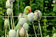 Opium-addicted parrots
