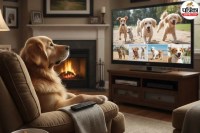 Pet Videos Apps Demand