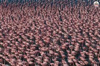 World Wetlands Day 2026 Rajasthan has 5 Ramsar sites know unique features of Sambhar Lake that Tourist crazy