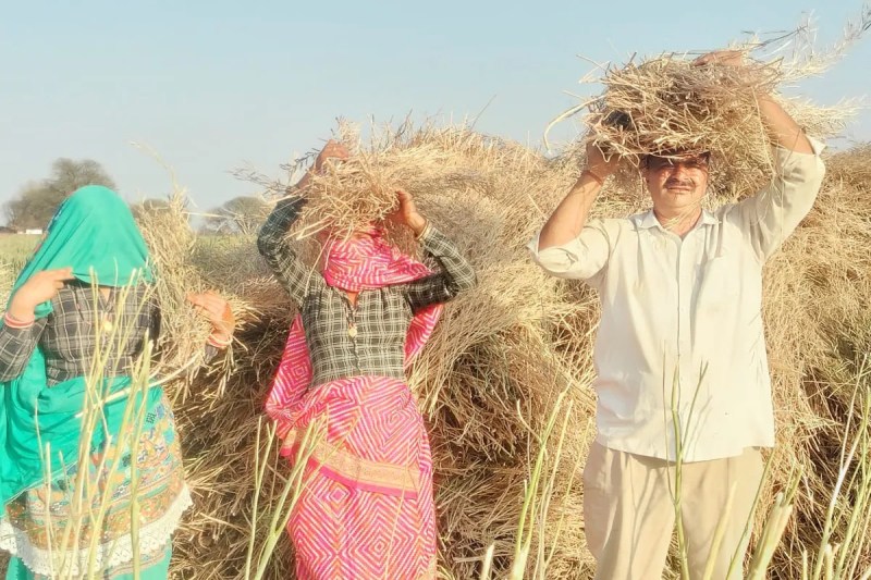 Sarso Bhav, Sarso Bhav Today, Mandi Sarso Bhav, Mandi Sarso Bhav Today, Mustard, mustard price, mustard market price, mustard price today, सरसों, सरसों का भाव, सरसों का मंडी भाव, सरसों का आज का भाव