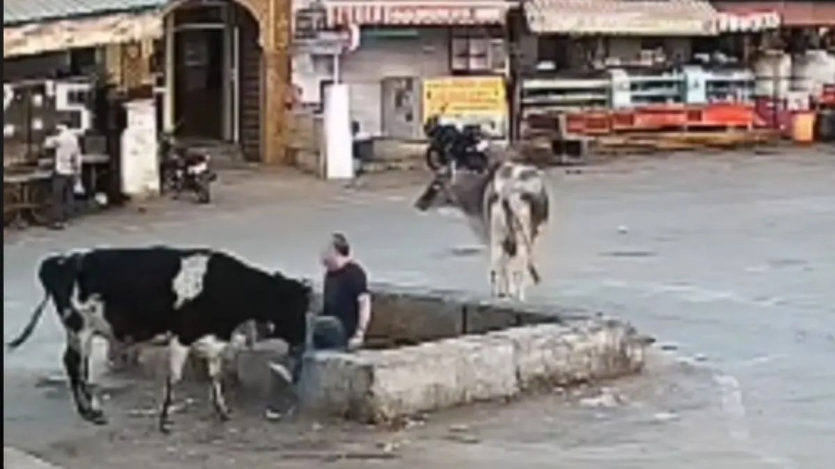 Video: गाय ने विदेशी सैलानी को सींग मार कर गिराया, वीडियो वायरल
