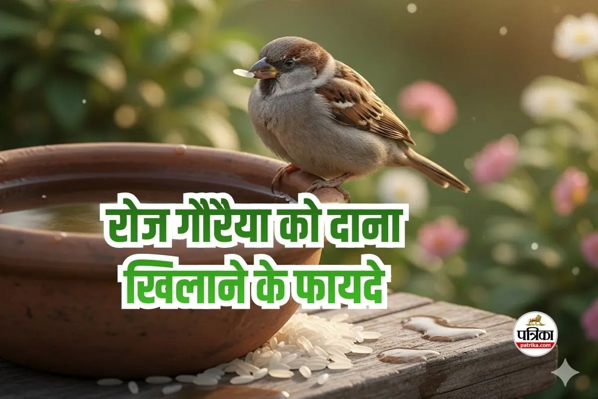 Sparrow Feeding Benefits