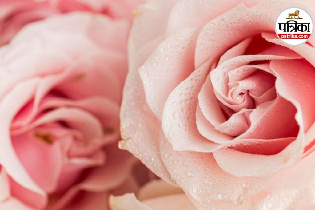  exclusive rose variety, high price roses, luxury flower market, premium roses world