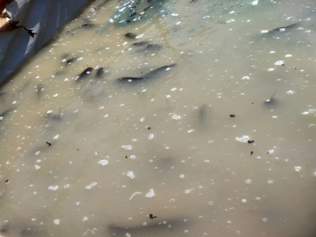 Banned Thai Mangur fish