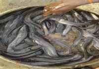 Banned Thai Mangur fish