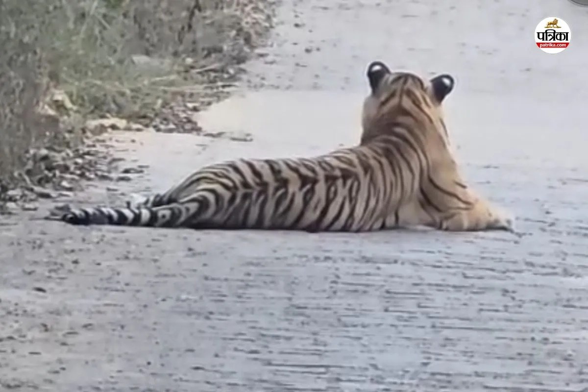 Tiger on the Trinetra Ganesh Temple Road