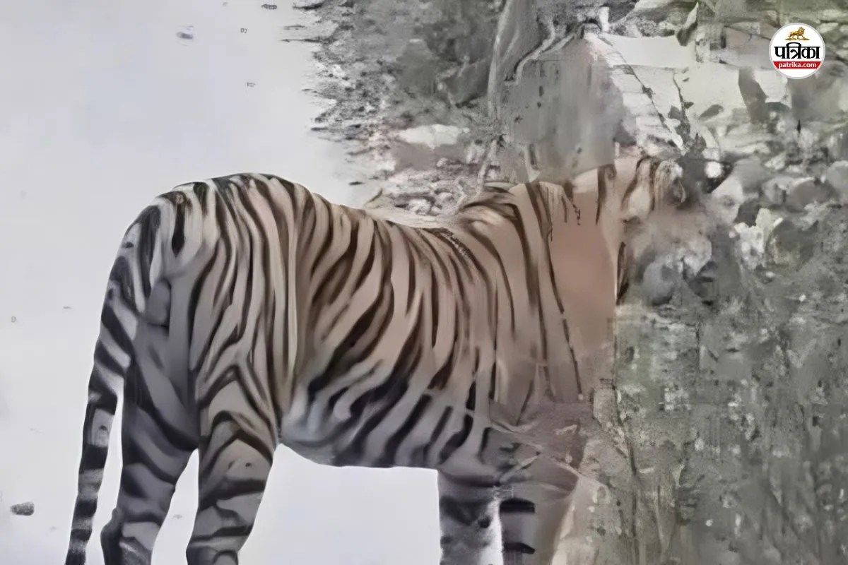 Tiger on the Trinetra Ganesh Temple Road