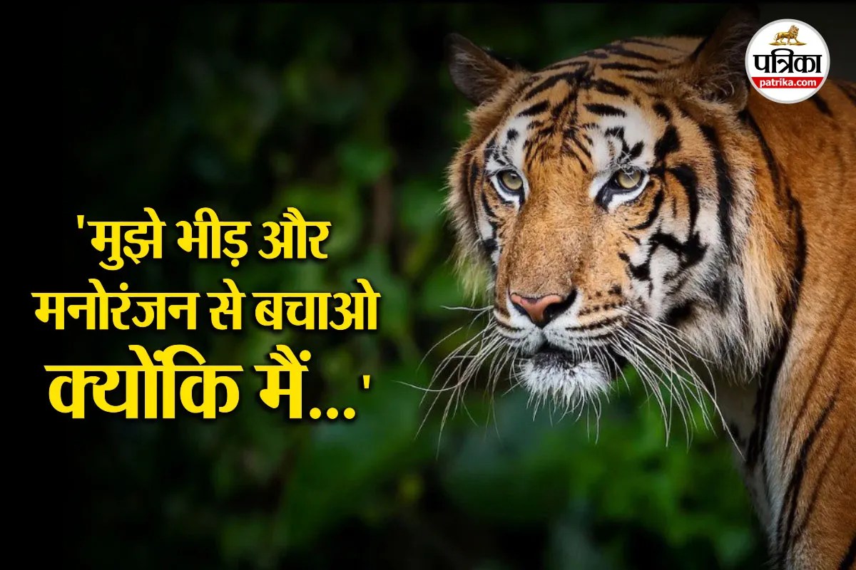 72 Tiger died in Thailand