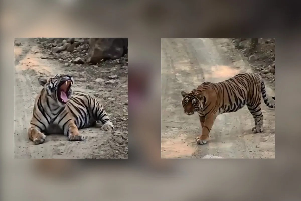 Ranthambore Tiger Reserve, Kuno National Park, Tigers in Kuno National Park, Leopards in Kuno, Tigers of Rajasthan, Bharatpur News, Rajasthan News, रणथंभौर बाघ अभयारण्य, कूनो राष्ट्रीय उद्यान, कूनो राष्ट्रीय उद्यान में टाइगर, कूनो में चीते, राजस्थान का टाइगर, भरतपुर न्यूज, राजस्थान न्यूज