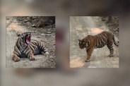 Ranthambore Tiger Reserve, Kuno National Park, Tigers in Kuno National Park, Leopards in Kuno, Tigers of Rajasthan, Bharatpur News, Rajasthan News, रणथंभौर बाघ अभयारण्य, कूनो राष्ट्रीय उद्यान, कूनो राष्ट्रीय उद्यान में टाइगर, कूनो में चीते, राजस्थान का टाइगर, भरतपुर न्यूज, राजस्थान न्यूज