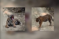 Ranthambore Tiger Reserve, Kuno National Park, Tigers in Kuno National Park, Leopards in Kuno, Tigers of Rajasthan, Bharatpur News, Rajasthan News, रणथंभौर बाघ अभयारण्य, कूनो राष्ट्रीय उद्यान, कूनो राष्ट्रीय उद्यान में टाइगर, कूनो में चीते, राजस्थान का टाइगर, भरतपुर न्यूज, राजस्थान न्यूज