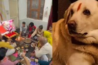 brahma bhojan organised and funeral procession taken out after death of labrador dog agra