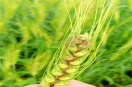 Fusarium head blight disease has affected the wheat crop, with fungus visible in the ears.