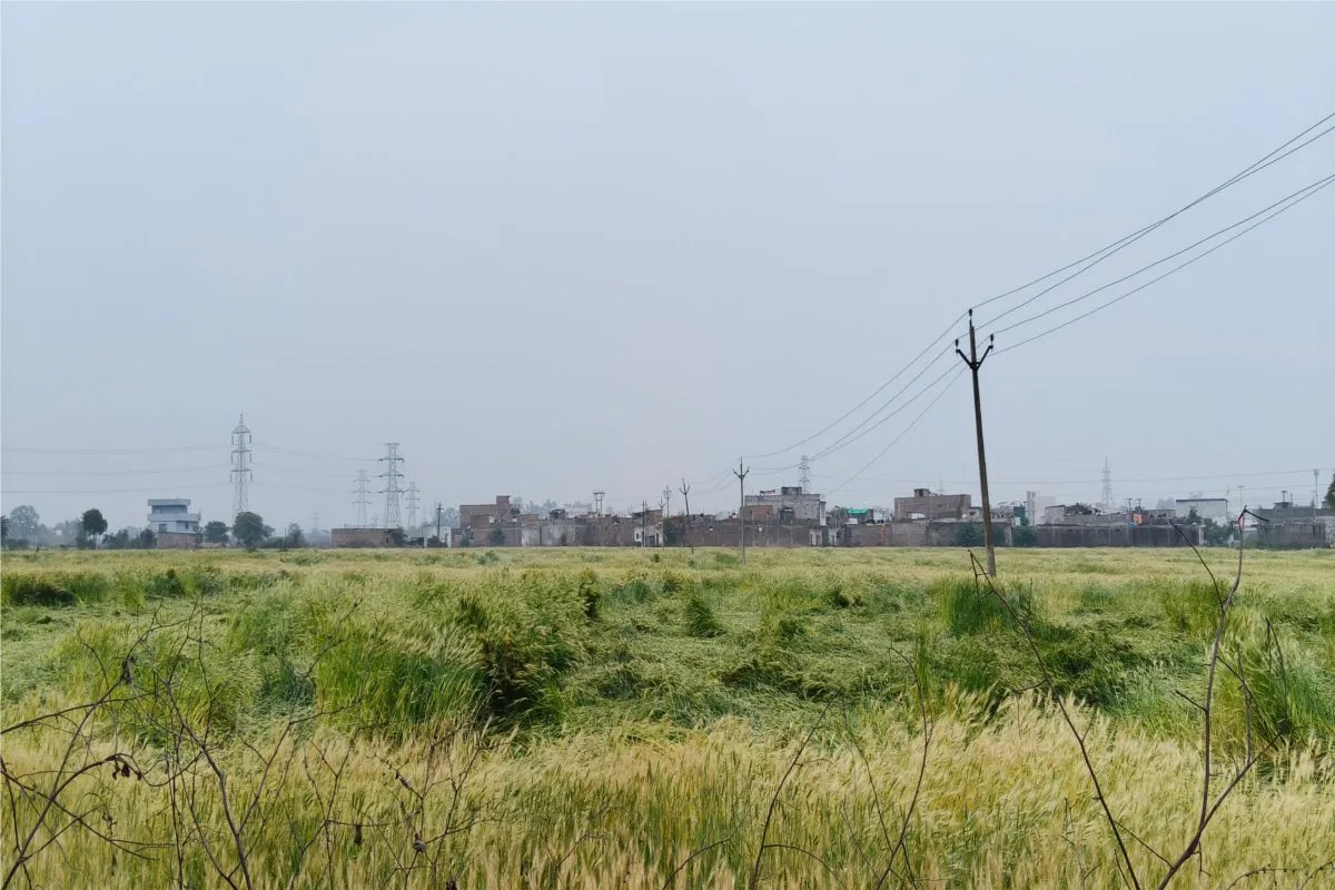 Heavy rains have drenched crops, damaging harvested lentil and pea crops; the crops need sunlight.